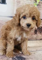 Jeni, a male Shihpoo for sale in Kendall, WI – 1 of 1
