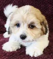 Buddy, a male Shichon for sale in Kendall, WI – 1 of 1