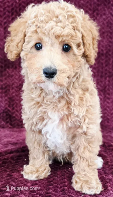 Jerome – Poodle - Toy  puppy for sale in Kendall, WI
