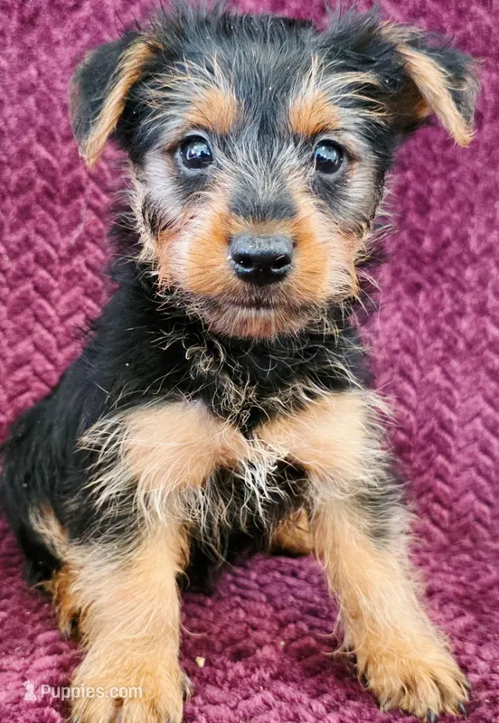 Cash – Shorkie puppy on hold in Kendall, WI