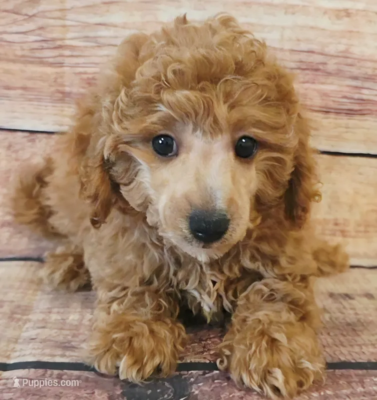 Marvel  – Poodle - Toy  puppy for sale in Kendall, WI