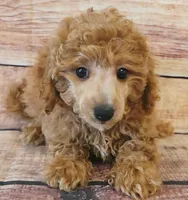 Marvel , a male Poodle - Toy  for sale in Kendall, WI – 1 of 1