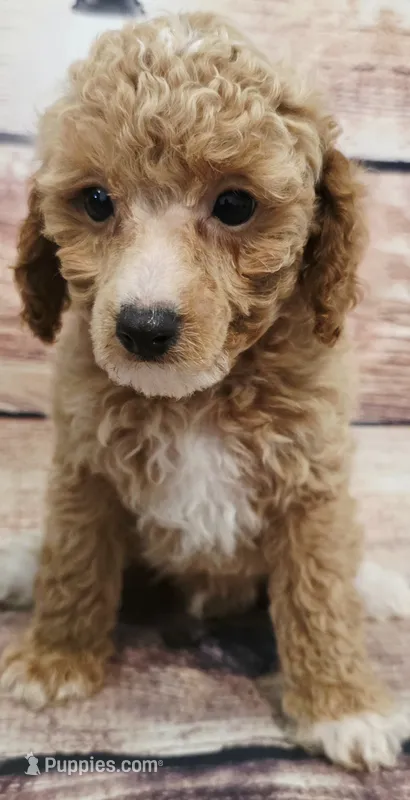Cash – Poodle - Toy  puppy for sale in Kendall, WI