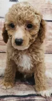 Cash, a male Poodle - Toy  for sale in Kendall, WI – 1 of 1