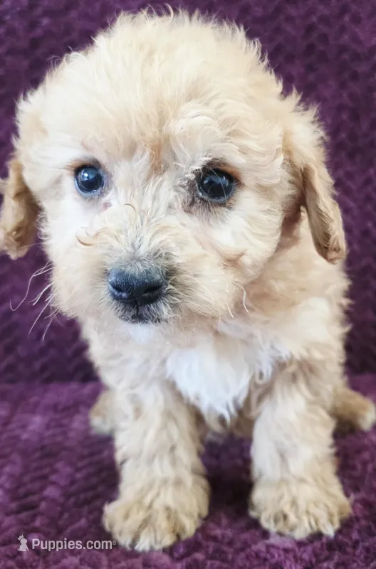 Blake – Goldendoodle puppy for sale in Kendall, WI