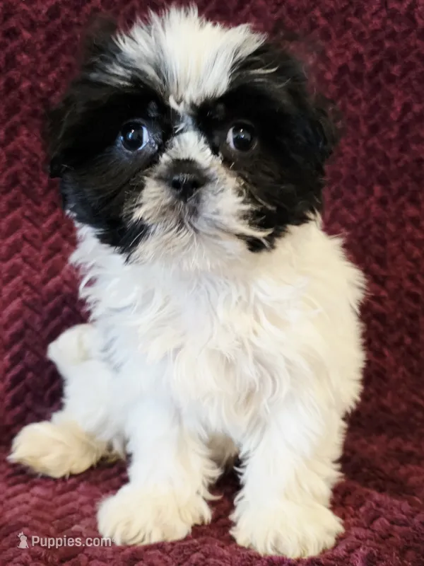 Daisy – Shihpoo puppy for sale in Kendall, WI
