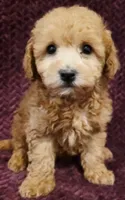Toby, a male Goldendoodle for sale in Kendall, WI – 1 of 1