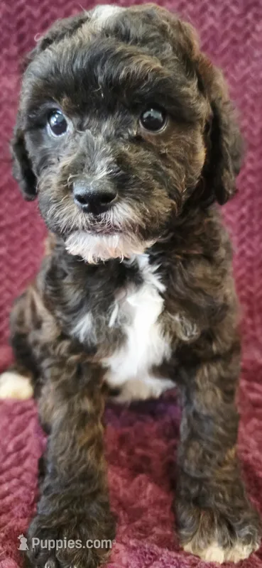 Murphy  – Goldendoodle puppy for sale in Kendall, WI