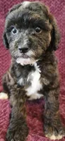 Murphy , a male Goldendoodle for sale in Kendall, WI – 1 of 1