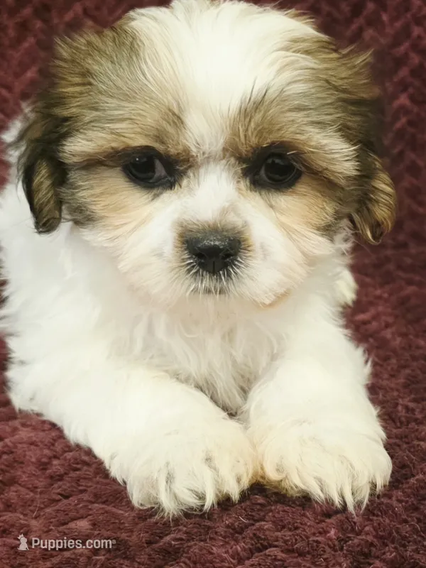 Ruby – Shih Tzu puppy for sale in Kendall, WI
