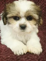 Ruby, a female Shih Tzu for sale in Kendall, WI – 1 of 1