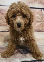 Poppy, a female Poodle - Toy  for sale in Kendall, WI – 1 of 1