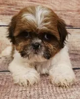 Abby, a female Shih Tzu for sale in Kendall, WI – 1 of 1