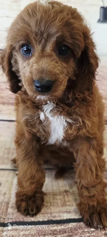 Shania – Poodle - Toy , Cockalier puppy for sale in Kendall, WI