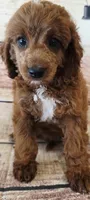 Shania, a female Poodle - Toy  and Cockalier for sale in Kendall, WI – 1 of 1