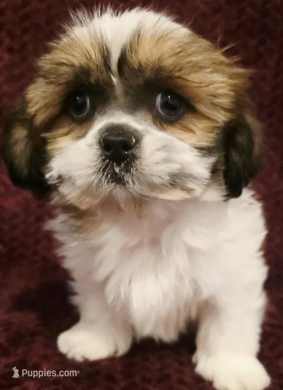 Theo – Maltese, Shih Tzu puppy for sale in Kendall, WI