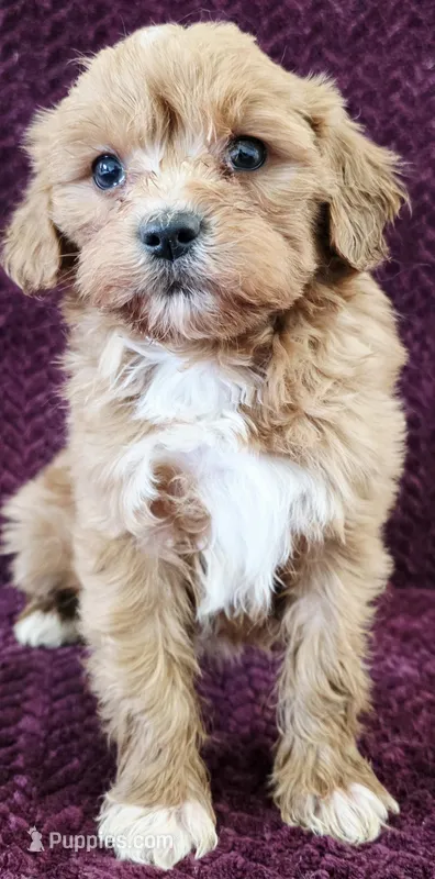 Isabella – Goldendoodle puppy for sale in Kendall, WI