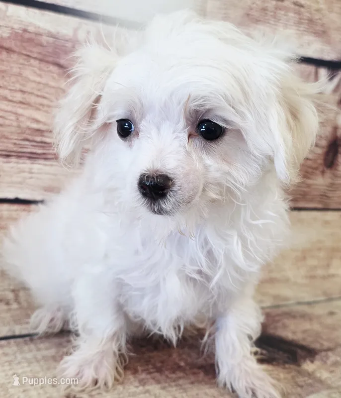 Bear – Maltese puppy for sale in Kendall, WI