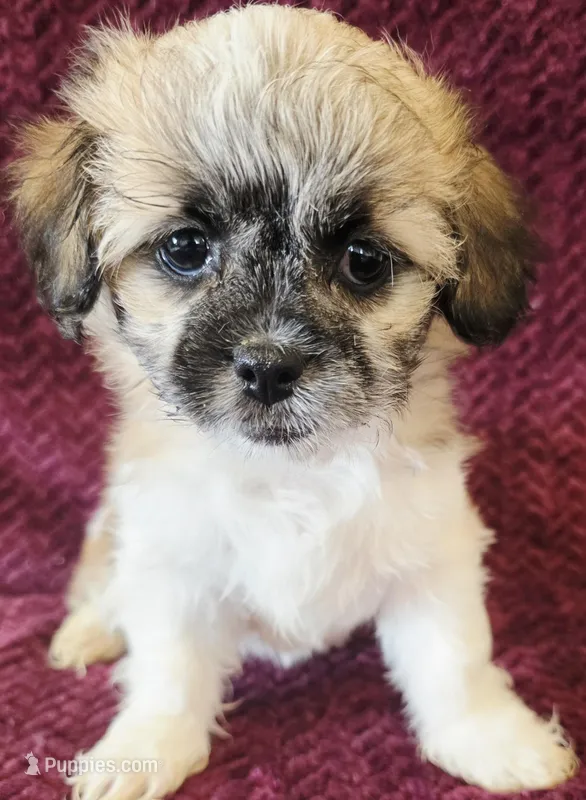 Libby – Shichon puppy for sale in Kendall, WI