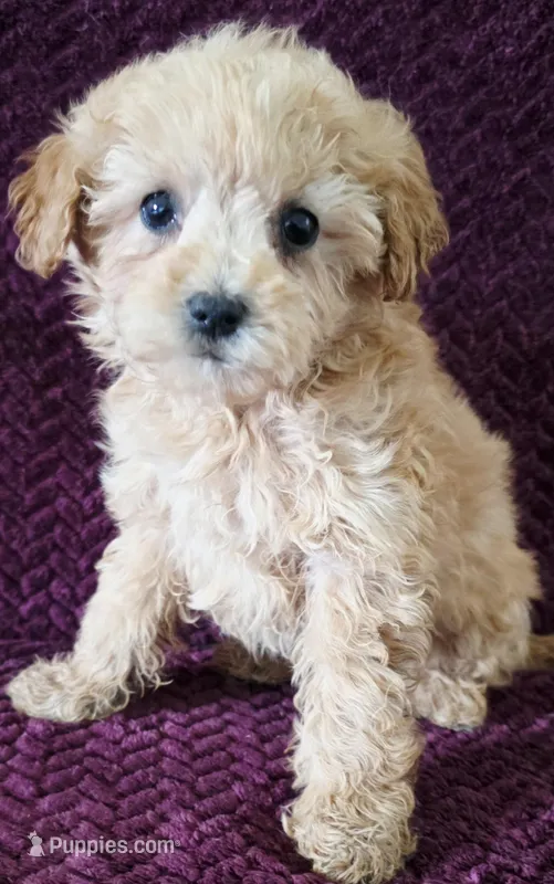 Mini – Goldendoodle puppy for sale in Kendall, WI