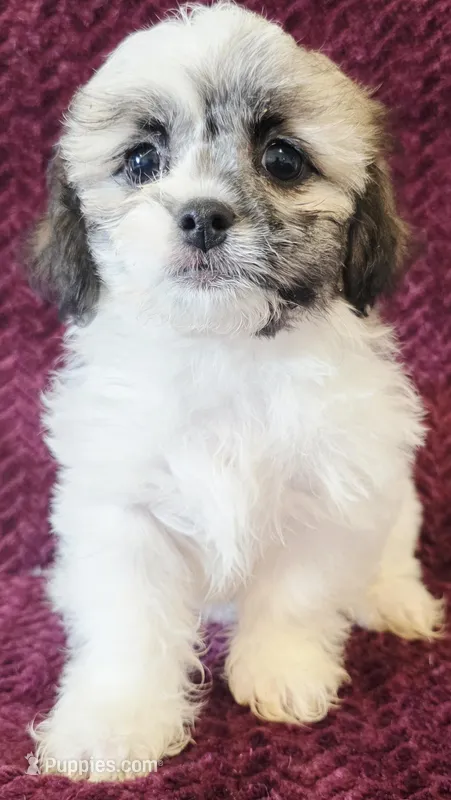 Mini – Shichon puppy for sale in Kendall, WI