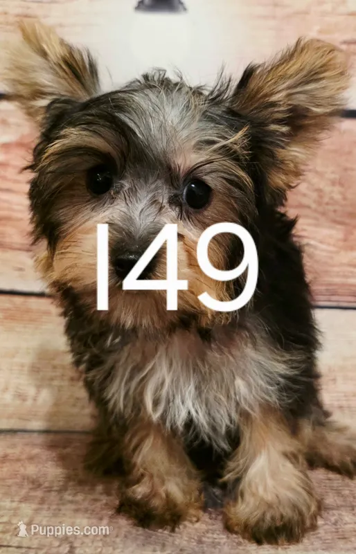 Luna – Yorkshire Terrier puppy for sale in Kendall, WI