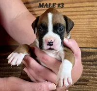 MALE #3, a male Boxer for sale in Kendall, WI – 1 of 3