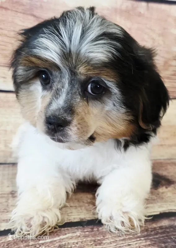 Maggie – Yorkshire Terrier, Shichon puppy for sale in Kendall, WI