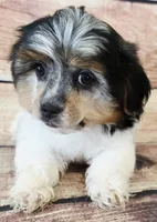 Maggie, a female Yorkshire Terrier and Shichon for sale in Kendall, WI – 1 of 1