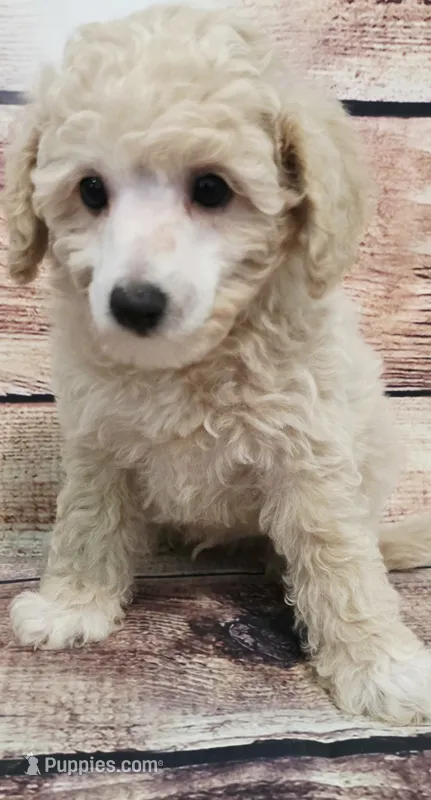 Carter  – Poodle - Toy  puppy for sale in Kendall, WI