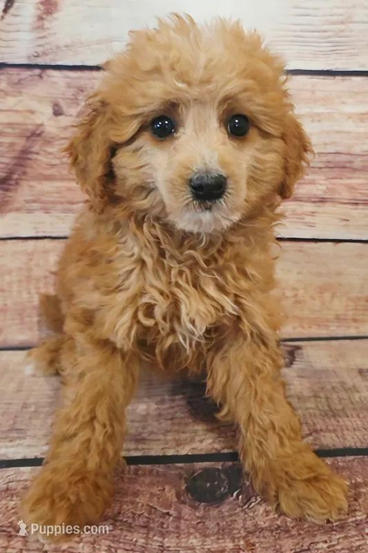 Tweetie – Shihpoo puppy for sale in Kendall, WI