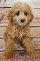 Tweetie, a female Shihpoo for sale in Kendall, WI – 1 of 1