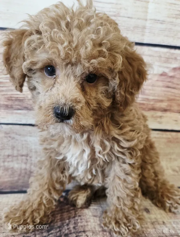 James – Poodle - Toy  puppy for sale in Kendall, WI