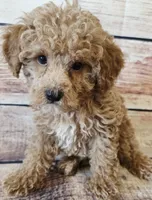 James, a female Poodle - Toy  for sale in Kendall, WI – 1 of 1