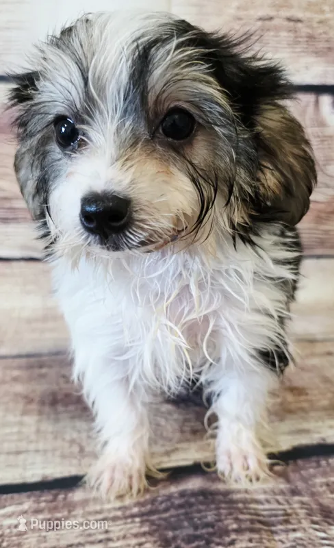 Kimi – Morkie puppy for sale in Kendall, WI