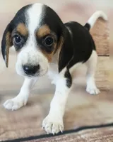 Bella, a female Beagle for sale in Kendall, WI – 1 of 1