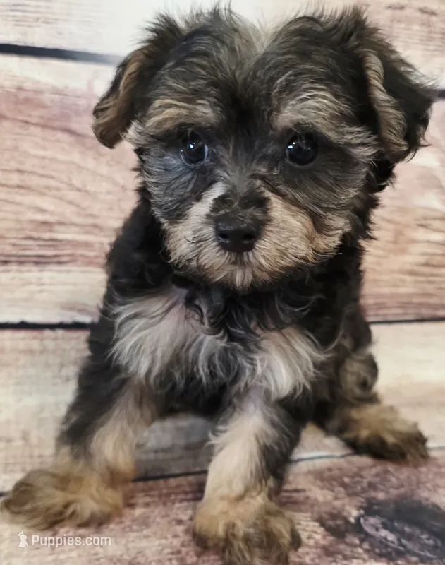 Bella – Yorkipoo puppy for sale in Kendall, WI