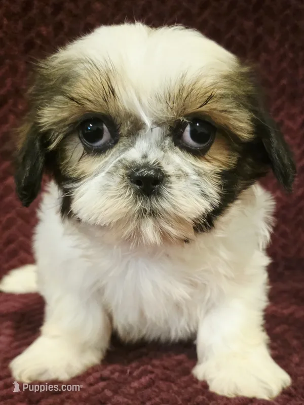 Blake – Shih Tzu puppy for sale in Kendall, WI