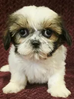 Blake, a male Shih Tzu for sale in Kendall, WI – 1 of 1
