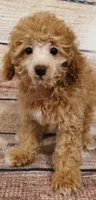 Gemma, a female Poodle - Toy  for sale in Kendall, WI – 1 of 1