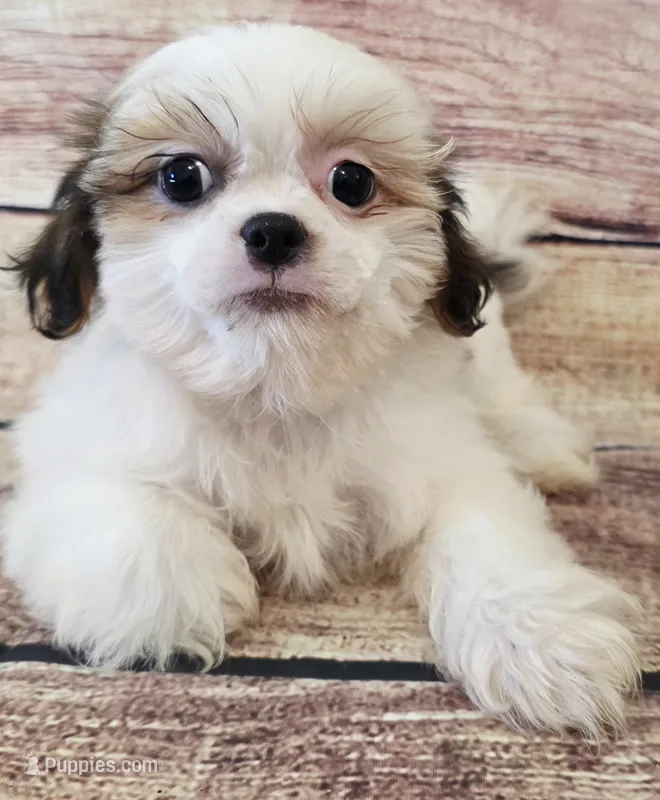 Patsy – Shih Tzu puppy for sale in Kendall, WI