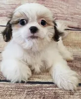 Patsy, a female Shih Tzu for sale in Kendall, WI – 1 of 1