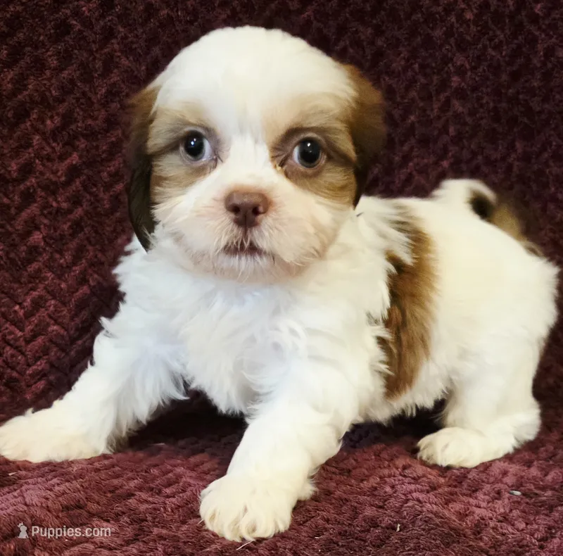 Rav – Shih Tzu puppy for sale in Kendall, WI