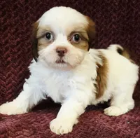 Rav, a male Shih Tzu for sale in Kendall, WI – 1 of 1