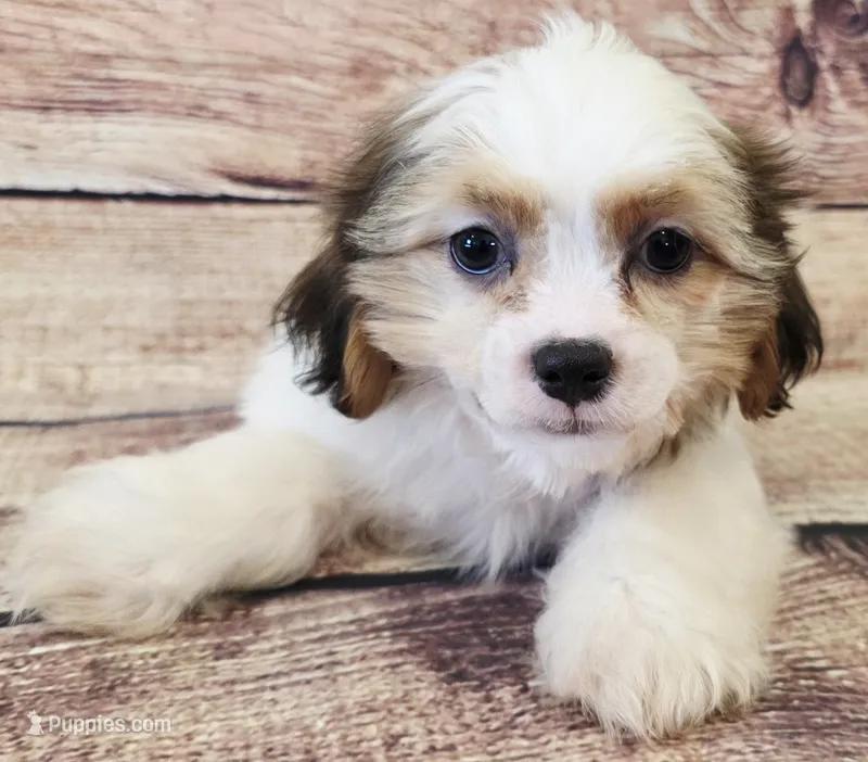 Sunny – Shih Tzu puppy for sale in Kendall, WI