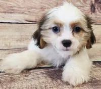 Sunny, a male Shih Tzu for sale in Kendall, WI – 1 of 1