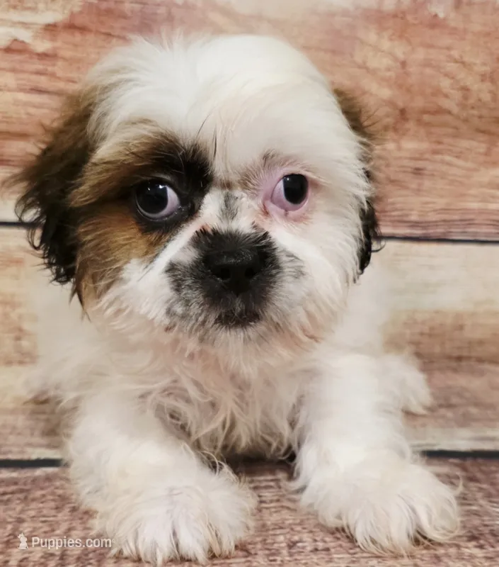 Blake – Shih Tzu puppy for sale in Kendall, WI