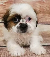 Blake, a male Shih Tzu for sale in Kendall, WI – 1 of 1