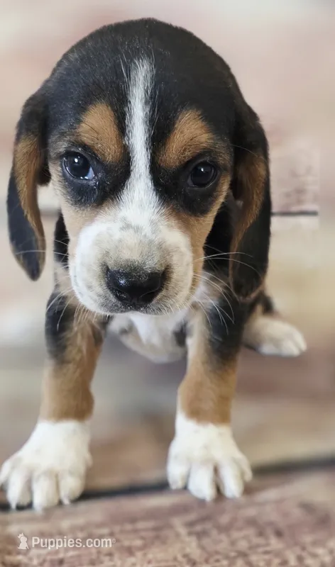 Alice – Beagle puppy for sale in Kendall, WI