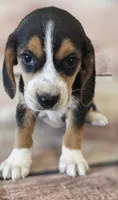 Alice, a female Beagle for sale in Kendall, WI – 1 of 1